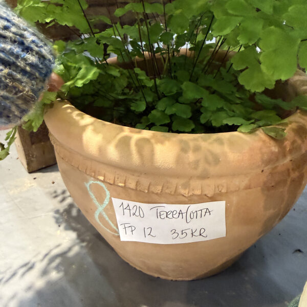Terrakotta adianthum