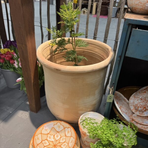 Terrakotta Mimosa