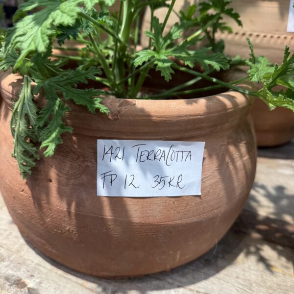 Terrakotta Geranium