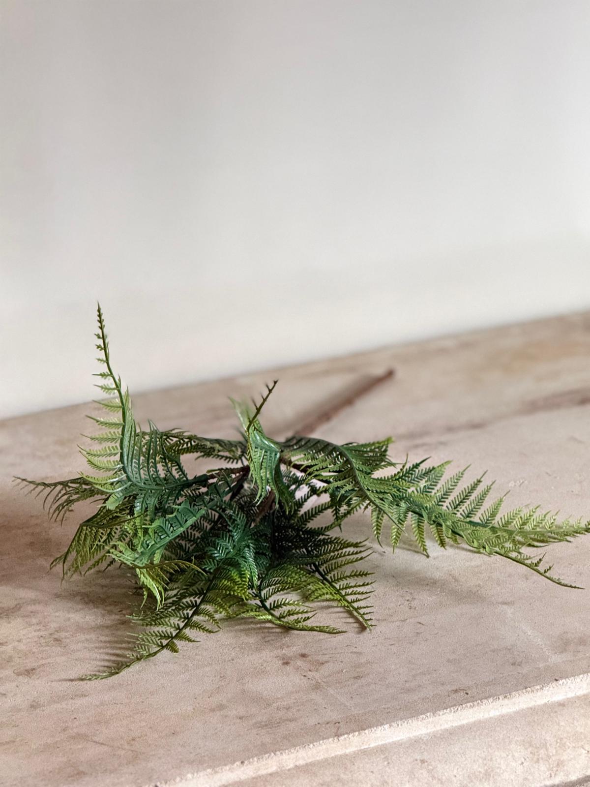Forest Fern