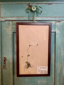 Gammal herbariumtavla Smörblomma
