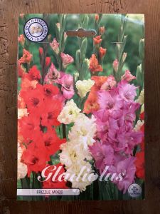 Gladiolus Frizzle Mixed 10 knölar