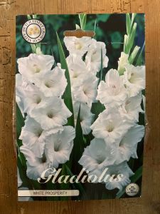 Gladiolus White Prosperity 10 knölar