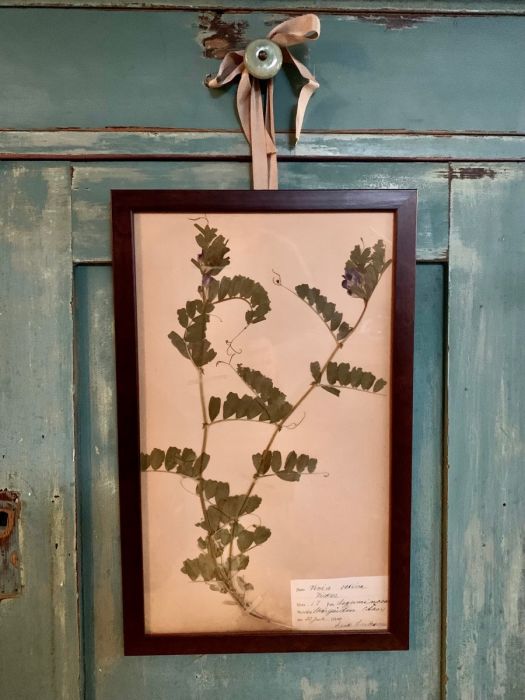 Gammal herbariumtavla Vicker
